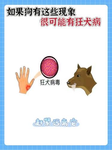 |||如果发现狗有这些迹象，这种特征很可能患