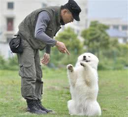 训犬师就是训练狗狗而已?并没那么简单,细数训犬师的那些事