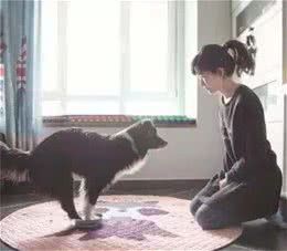 宠物肥胖是福还是祸?