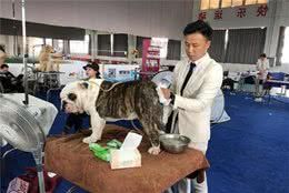 全国各地600多只狗狗在汉选美,想当冠军不太容易