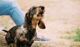 养狗新手与职业训犬师之间最大的差距:奖励狗狗的时机