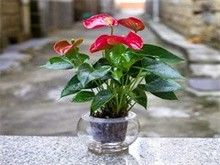 广州多肉盆栽出售 多肉植物批发 广州低价