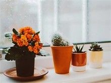 广州多肉盆栽价格 广州花鸟鱼虫服务 多肉植物批发零售