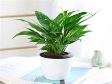 广州花卉价格 量大从优 欢迎批发