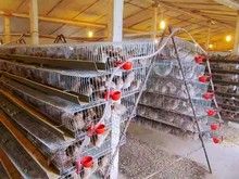 广州繁育基地 常年批发鹌鹑苗 法国大鹌鹑等