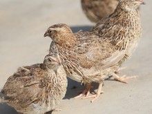 广州鹌鹑育雏批发 青年鹌鹑出售 服务全面，细心放心