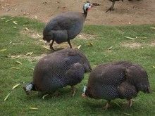 广州供应元宝鸡苗 批发元宝鸡苗 出售观赏元宝鸡