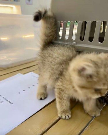这家宝藏宠物店，猫奴必去！