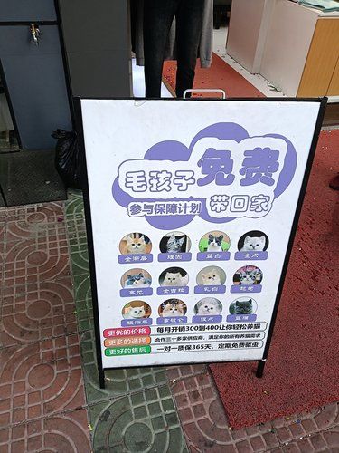 最近想养只猫❓这边有领养的❗️