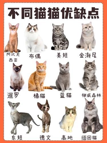 养猫必看！不同猫猫优缺点大揭秘