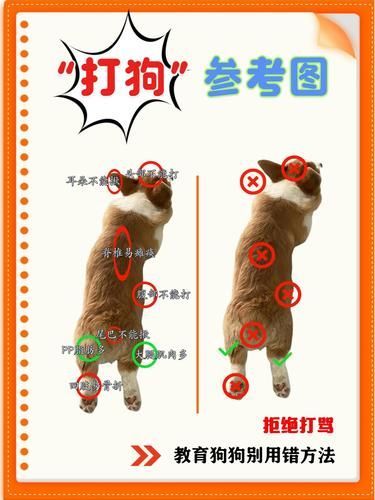 狗狗犯错到底能不能打？答案在这❗