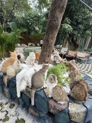 山悦夜猫森林！