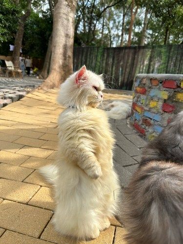 属于猫咪的山头～猫山