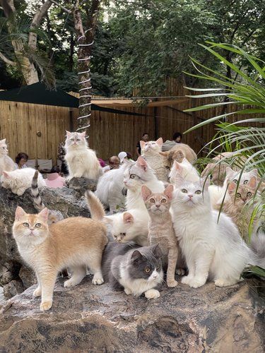 没见过这么多品种猫
