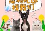 广州宠物猫托运-24小时免费上门接送