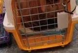 广州宠物猫托运，24小时免费上门接送