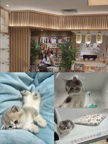 这家小猫来了的好可爱 品相都很不错哟～