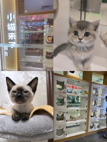我也想有一个满眼是我的毛孩子