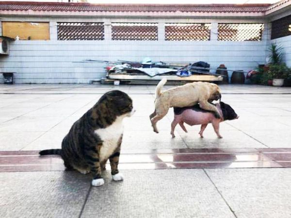 为减少猫狗之间冲突，主人买回一只猪，猫傻眼：是我该减肥了吗？