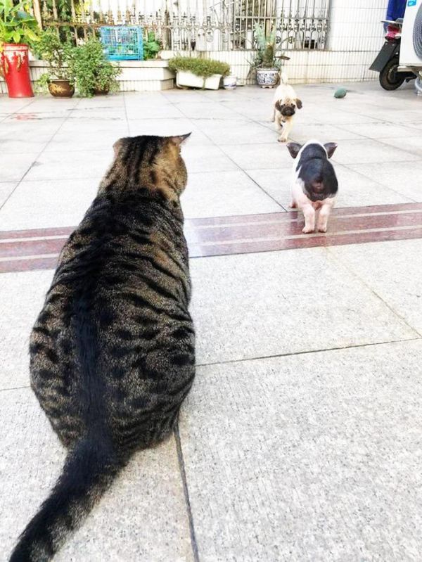为减少猫狗之间冲突，主人买回一只猪，猫傻眼：是我该减肥了吗？