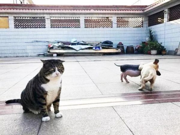 为减少猫狗之间冲突，主人买回一只猪，猫傻眼：是我该减肥了吗？