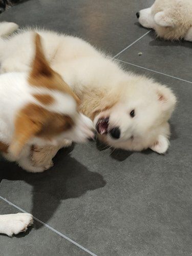 奥利家狗咖!