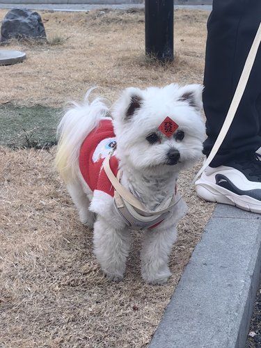 心动萌宠萌萌哒