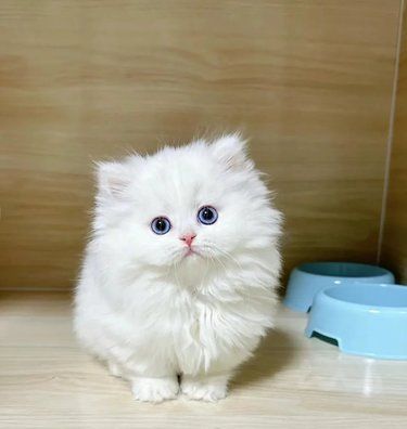 宠物猫的萌翻天