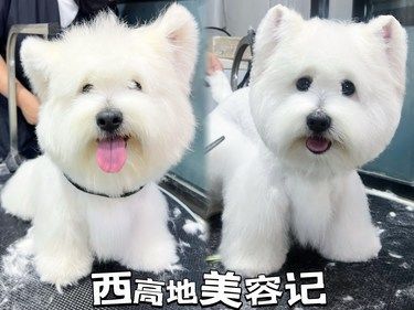 淮安宝藏级宠物店必打卡｜星宠宠物