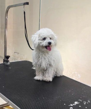 一站式守护毛孩子