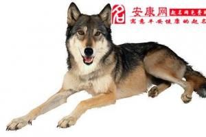 梦见被狼狗追赶