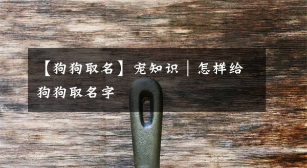 【狗狗取名】宠知识｜怎样给狗狗取名字文章配图