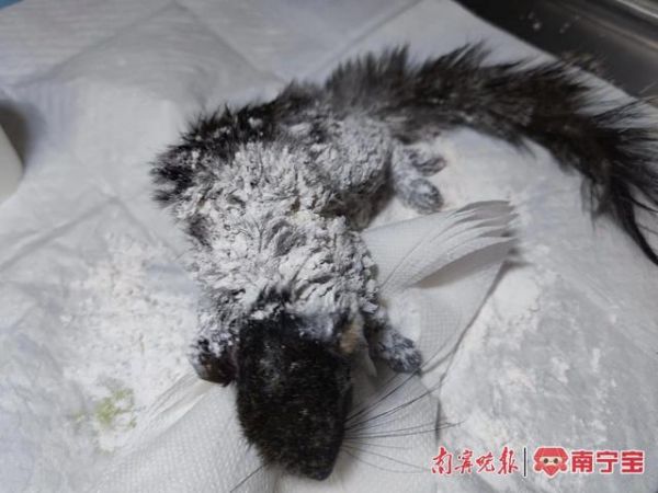 小松鼠在宠物医院接受救治（图源：南宁市公安局兴宁分局）