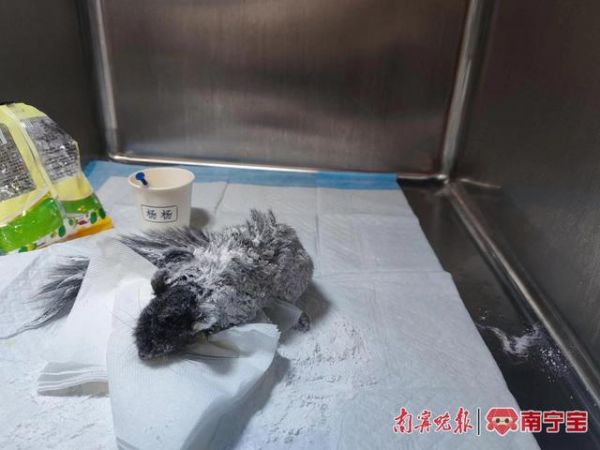 小松鼠在宠物医院接受救治（图源：南宁市公安局兴宁分局）