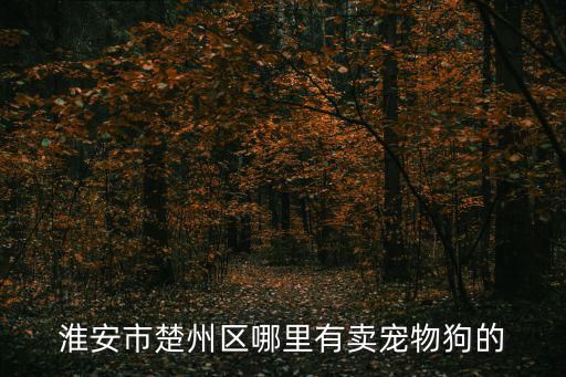 淮安市楚州区哪里有卖宠物狗的