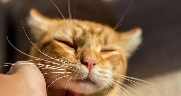 给小猫打狂犬疫苗吗？猫咪狂犬疫苗接种的必要性是什么？