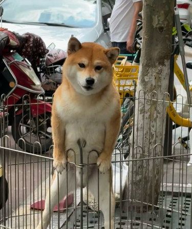 肌肉猛柴