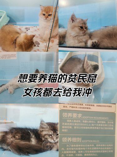没钱也可以养宠物