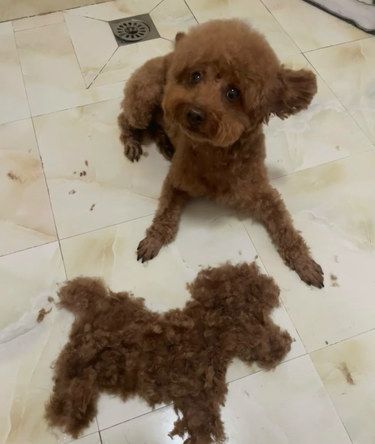 又脱了一件小狗衣服 