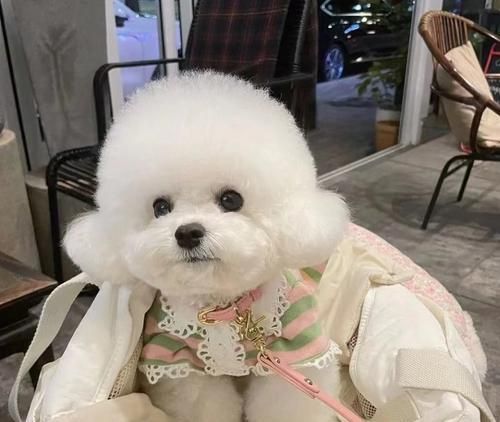 天津哪里可以带狗狗？适合宠物的公园和餐厅有哪些？