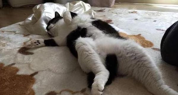 小猫躲起来会死吗（从野生到宠物）
