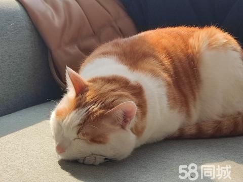 淮安宠物赠送/领养·涟水县猫咪领养 性格稳定
