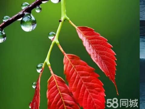 淮安宠物赠送/领养·血钻鱼