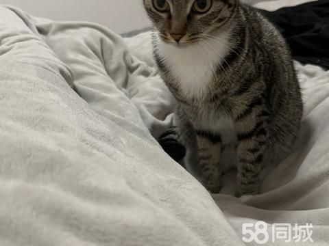 淮安宠物赠送/领养·#宠物送养