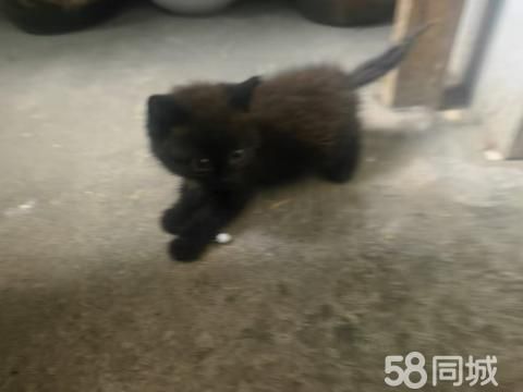 江苏易辰禾晟设计·小黑猫找领养