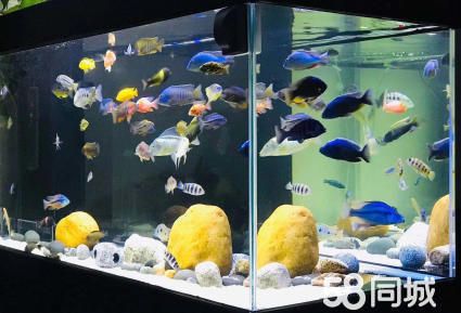 深圳市鱼管家水族护理·全深圳上门鱼缸清洗 维护淡海水水草鱼缸，鱼缸清理消毒，搬运、治疗鱼病
