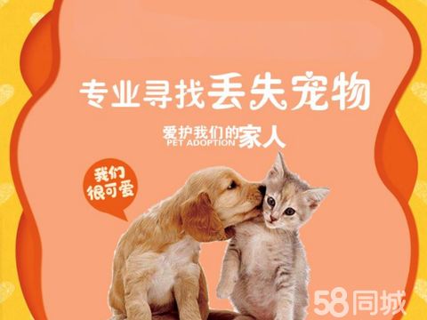 岑溪宠物店/服务·专业团队寻找宠物宠物救援宠物侦探专业找猫找狗找宠物