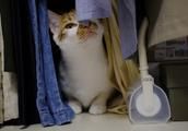 最“亲人”的5种猫咪，不出一年，就能成为“黏人精”