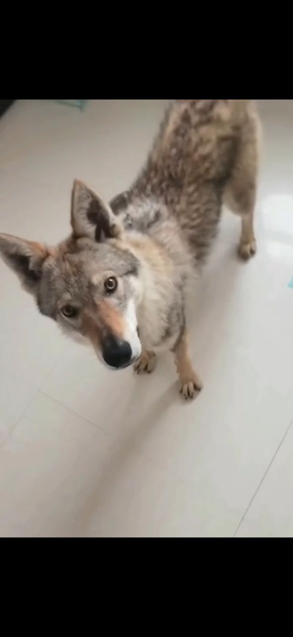 出，捷克狼犬、母，由于家里原因 媳妇不让