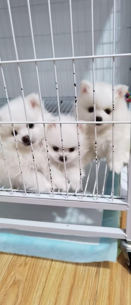 出售自家养的一对博美下的两个个宝宝